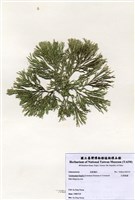 藏品(白果胞藻)的圖片